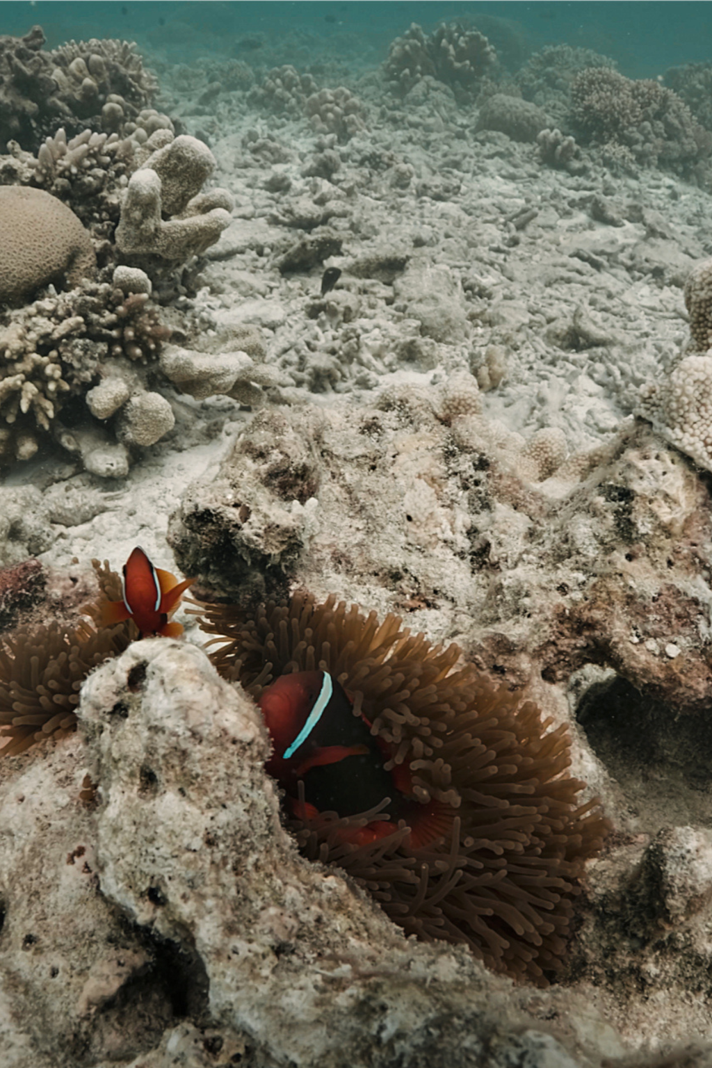 Selene Moonlight LUT